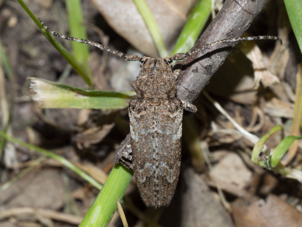 Cerambycidae:  Niphona picticornis